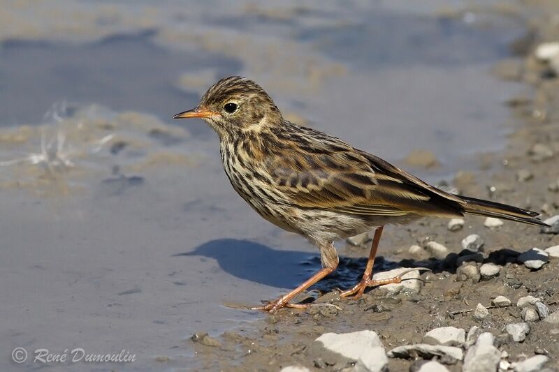 Meadow Pipitadult, identification