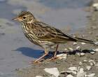 Pipit farlouse