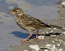 Meadow Pipit