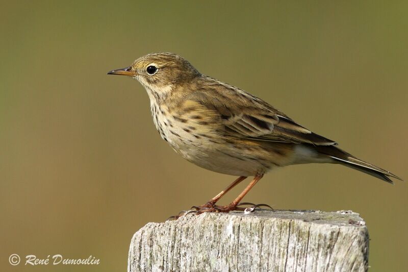 Pipit farlouse, identification