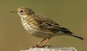 Pipit farlouse