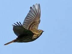 Pipit farlouse