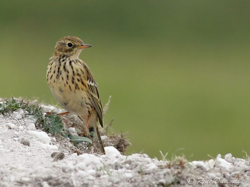 Meadow Pipit, identification