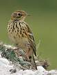 Pipit farlouse