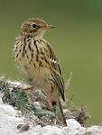 Pipit farlouse