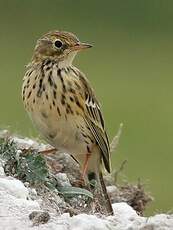 Pipit farlouse