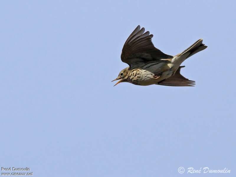 Pipit farlouse mâle adulte, Vol, parade, Comportement