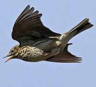 Meadow Pipit