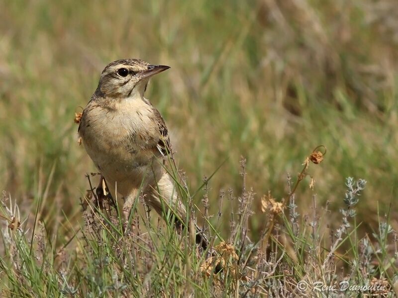 Tawny Pipit male adult, identification