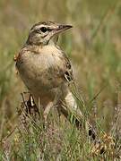 Tawny Pipit