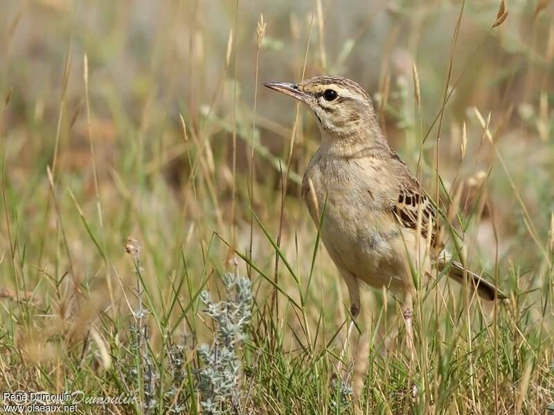 Tawny Pipit male adult, close-up portrait