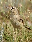 Pipit rousseline