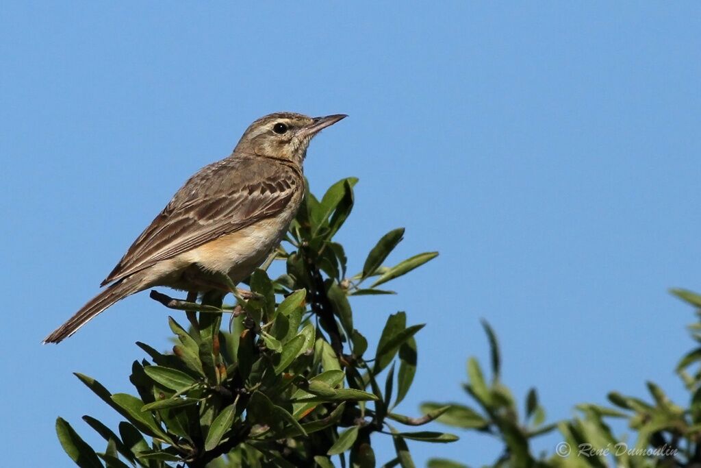 Tawny Pipit male adult, identification