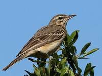 Pipit rousseline