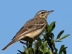 Tawny Pipit