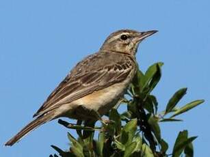 Pipit rousseline