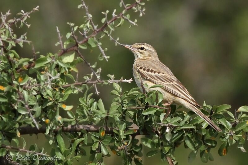 Tawny Pipit male adult, identification