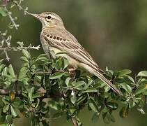 Pipit rousseline