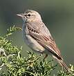 Pipit rousseline