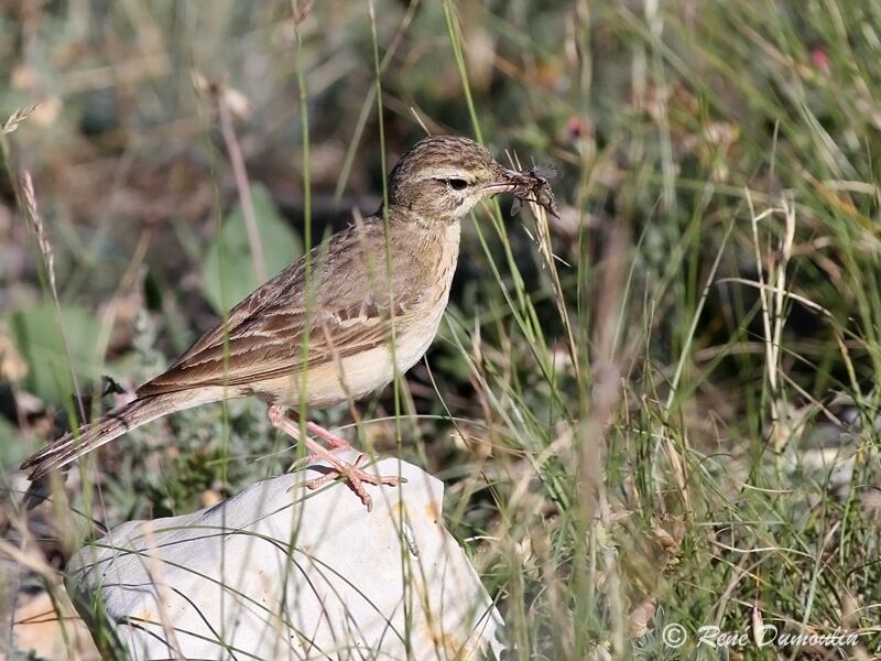 Pipit rousselineadulte, identification, Comportement