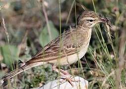 Pipit rousseline