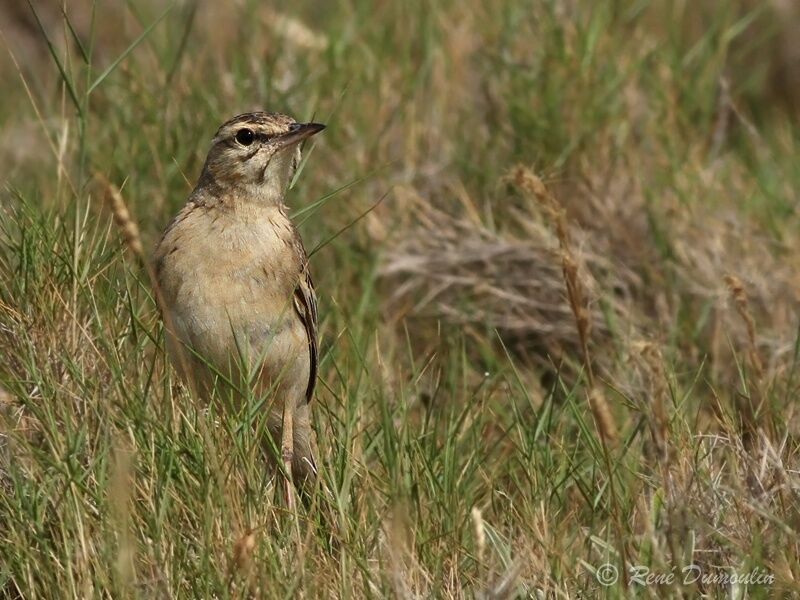 Pipit rousseline mâle adulte, identification