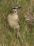 Pipit rousseline