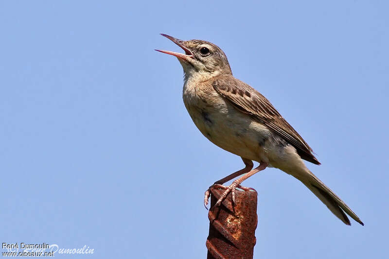 Pipit rousseline mâle adulte, chant