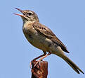 Pipit rousseline