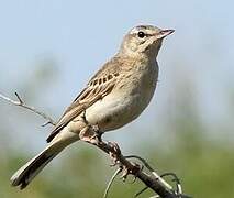 Pipit rousseline