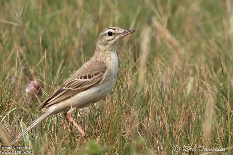 Pipit rousseline mâle adulte, identification