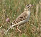 Pipit rousseline