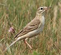 Pipit rousseline