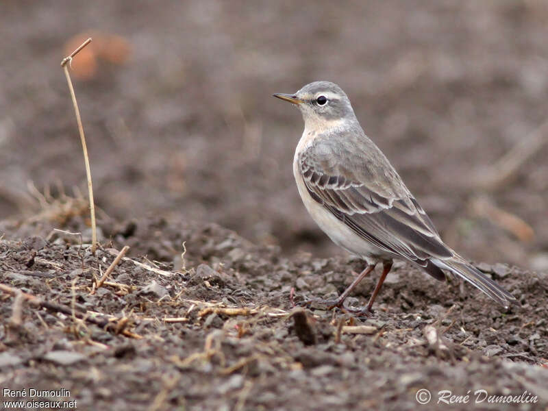 Pipit spioncelleadulte nuptial, pigmentation