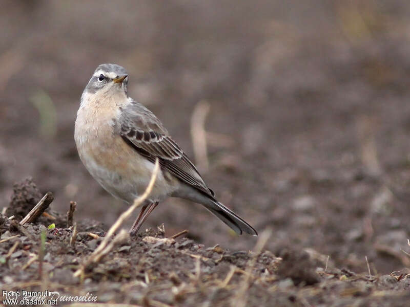 Pipit spioncelleadulte nuptial, identification