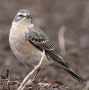 Water Pipit