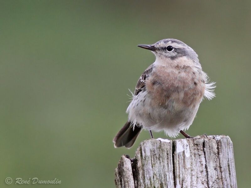 Pipit spioncelleadulte nuptial, identification