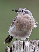 Water Pipit