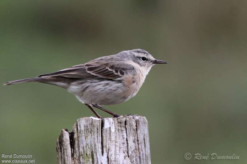 Pipit spioncelleadulte nuptial, identification