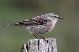 Water Pipit