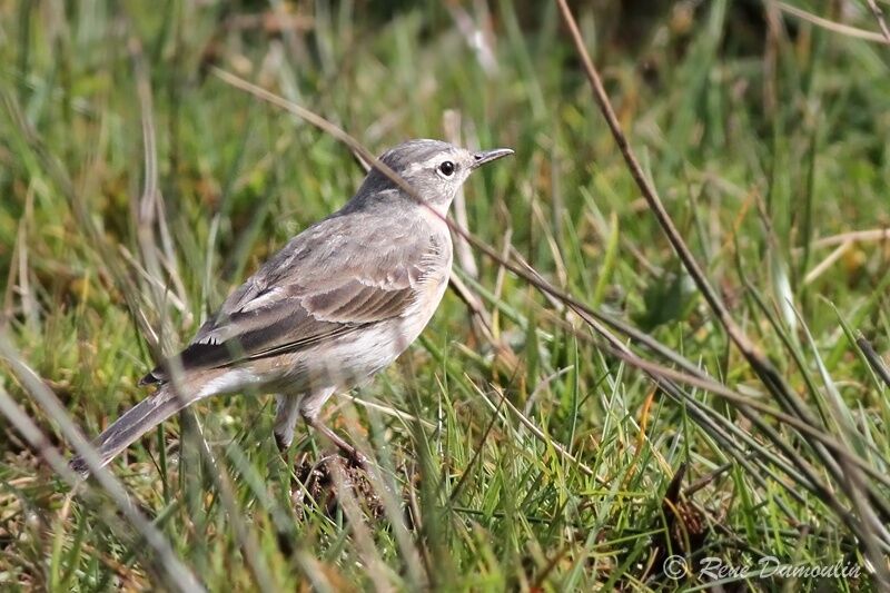 Pipit spioncelleadulte nuptial, identification