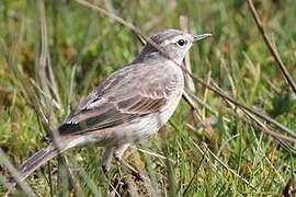 Water Pipit