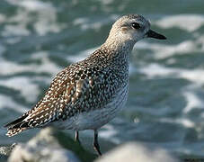 Grey Plover