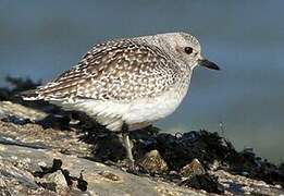 Grey Plover