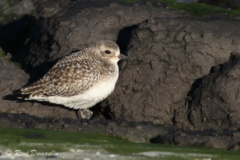 Grey Plover, identification