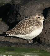 Grey Plover