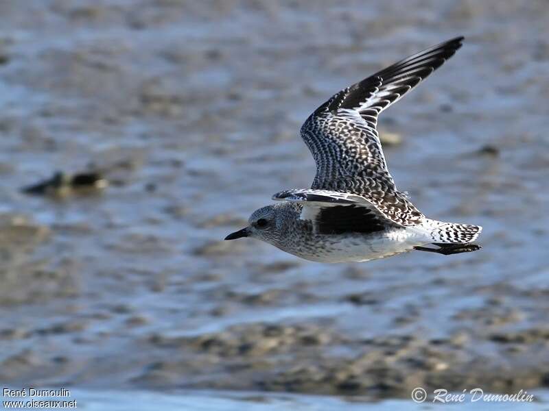 Grey Ploveradult post breeding, Flight