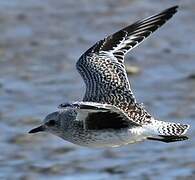 Grey Plover