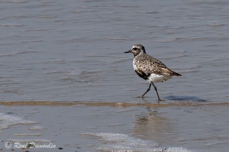 Grey Ploveradult post breeding, identification