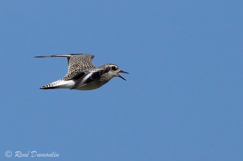 Grey Ploveradult post breeding, Flight